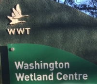 Washington Wildfowl and Wetlands Trust Pattinson Washington Tyne and Wear NE38 8LE Washington Wildfowl and Wetlands Trust Pattinson Washington Tyne and Wear NE38 8LE